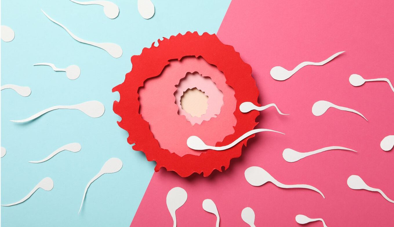 fertilidad