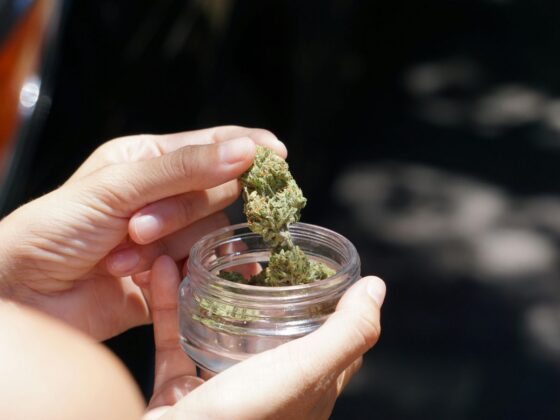 Cannabis